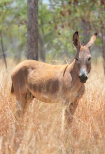 Donkey on a North Kimberley Station