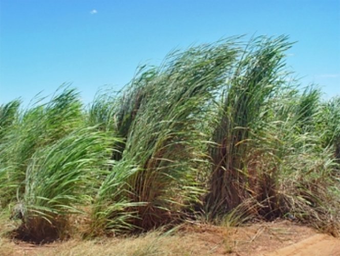 Gamba grass