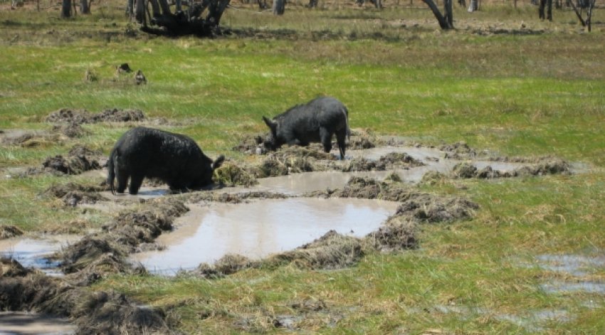  Kimberley pig damage