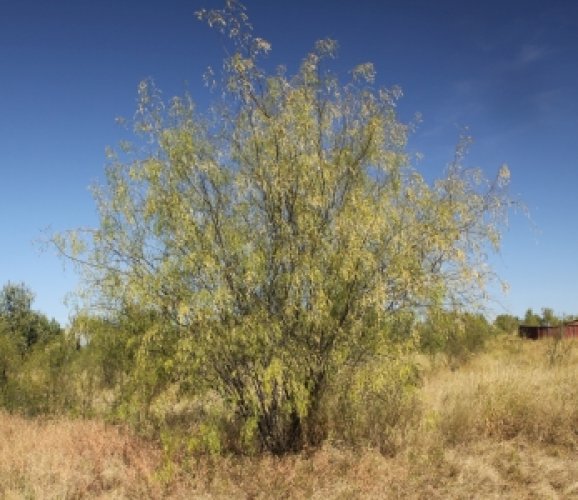 Mesquite