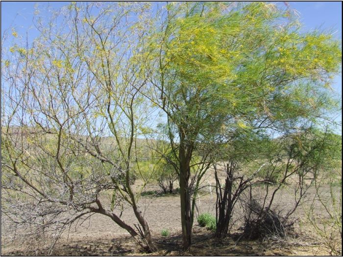 Parkinsonia