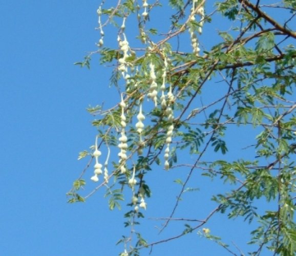  Prickly acacia