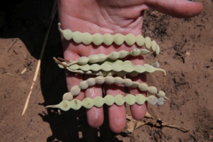 Prickly acacia seeds