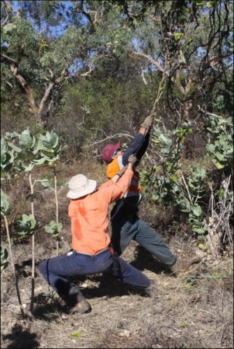  Rubber vine control