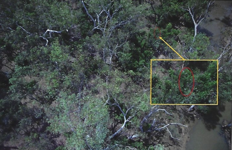  Rubber vine survey West Kimberley