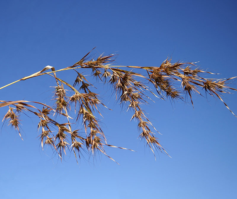 Grader Grass (Themeda Quadrivalvis)
