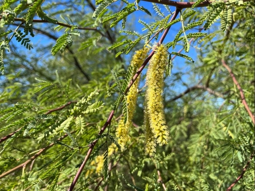 Weed identification - KRBA