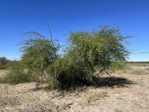 Mesquite