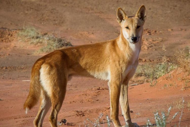 Wild dog